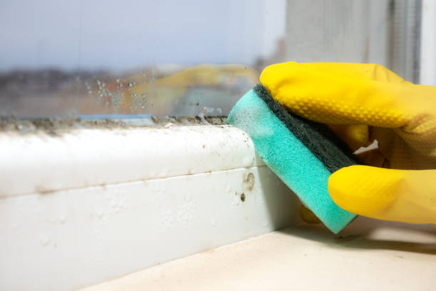 Reliable Long Hill, CT Mold Removal Solutions